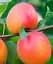 Саженец Agro-Market Абрикос Спринг Блаш 1 шт. в упаковке (39873) - миниатюра 1