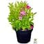 Саженец Agro-Market Вейгела цветущая 2-х летняя Пикобелла Роса (Weigela Picobella Rosa) С2 высота 20-40 см (61536) 1 шт. в упаковке - миниатюра 4