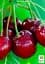 Саженец Agro-Market Вишня карликовая шаровидная Ожидание 1 шт. в упаковке (37368) - миниатюра 2