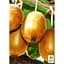 Саджанець Agro-Market Ківі Соло (самозапильний) (26160) - мініатюра 2