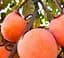 Саджанець Agro-Market Хурма на віргінській морозостійкій підщепі Божий дар укорінена в контейнері (саджанець 2 роки) (153274) 1 шт. в упаковці - мініатюра 2