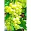 Саджанець Agro-Market Виноград Супер екстра (дуже ранній термін дозрівання) 1 шт. в упаковці (19806) - мініатюра 1