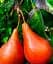 Саженец Agro-Market Груша Старкримсон (летний сорт, ранний срок созревания) 1 шт. в упаковке (25927) - миниатюра 1