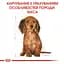 Сухий корм для цуценят породи Такса Royal Canin Dachshund Puppy, 1,5 кг (24370151) - мініатюра 2