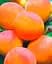Саженец Agro-Market Абрикос NJA 19 (летний сорт, средний срок созревания) (39858) 1 шт. в упаковке - миниатюра 2