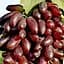 Саджанець Agro-Market Виноград Карнавал (м'ясисто-соковита м'якоть, болезнеустойчів) 1 шт. в пакуванні (61661) - мініатюра 1