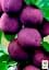 Саджанець Agro-Market Слива колоновидна Алича (Синя велика) (літній сорт, середній термін дозрівання) 1 шт. в упаковці (23477) - мініатюра 2
