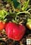 Саженец Agro-Market Клубника Мармелада (Marmolada) (средний срок созревания, сорт устойчив к разным заболеваниям) 5 шт. в упаковке (37068) - миниатюра 3