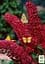 Саджанець Agro-Market Буддлея Давида Royal Red (51752) - мініатюра 2
