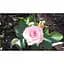 Троянда дрібноквіткова (спрей) Agro-Market Грація рожева саджанець класу АА+ вищий сорт 1 шт. в упаковці (36217) - мініатюра 3