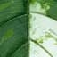Штучне листя Engard Monstera Alba 78 см (TW-55) - мініатюра 5