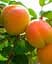 Саджанець Agro-Market Абрикос Мелітопольський ранній (літній сорт, ранній термін дозрівання) (46279) 1 шт. в упаковці - мініатюра 2