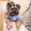 Бомбер Pet Fashion Spike М голубой - миниатюра 4