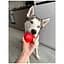 Игрушка для собак Waudog Red Ball 70 мм - миниатюра 7