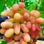 Саженец Agro-Market Виноград Оригинал (средне-поздний срок созревания, длительный срок хранения ягод) 1 шт. в упаковке (20080) - миниатюра 1