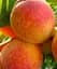 Саженец Agro-Market Персик Коллинз (летний сорт, среднеспелый срок созревания) 1 шт. в упаковке (15913) - миниатюра 1