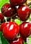 Саженец Agro-Market Черешня Дилемма (летний сорт, средний срок созревания) 1 шт. в упаковке (25911) - миниатюра 2