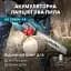Пила акумуляторна ланцюгова Könner&Söhnen KS CS40V-14 set (KS CS40V-14 set) - мініатюра 18