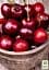 Саджанець Agro-Market Черешня Василиса (літній сорт, пізній термін дозрівання) 1 шт. в упаковці (35972) - мініатюра 2
