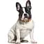 Нашийник для собак BronzeDog Barksi Classic Море шкіряний одинарний з золотим тисненням S 23-30х1.2 см червоний - мініатюра 4