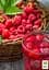 Саджанець Agro-Market Малина Сапфір (пізній термін дозрівання) 2 шт. в пакуванні (177242) - мініатюра 2