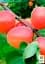 Саженец Agro-Market Абрикос Меджик Кот (летний сорт, ранний срок созревания) 1 шт. в упаковке (71827) - миниатюра 2