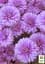 Саженец Agro-Market Астра ново-бельгийская Fun Pink Dark (С1,5 высота 20-30см) (105530) - миниатюра 3