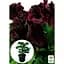 Саженец Agro-Market Пеларгония Королевская Aristo Black Velvet (контейнер №10 высота 10-20 см) (49109) 1 шт. в упаковке - миниатюра 4