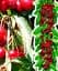 Саженец Agro-Market Черешня колоновидная Квинн Мэри 1 шт. в упаковке (52678) - миниатюра 1