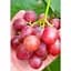 Саженец Agro-Market Виноград Красное пламя (кишмиш, ранне-средний срок созревания, имеет длительный срок хранения ягод) 1 шт. в упаковке (20041) - миниатюра 3