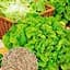 Насіння Agro-Market Салат Крутянський на вагу ціна за 5 г (177352) - мініатюра 1