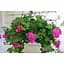 Саженец Agro-Market Пеларгония ампельная Dark Neon Violet (контейнер №10 высота 10-20 см) (48366) 1 шт. в упаковке - миниатюра 2