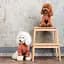 Толстовка для собак Pet Fashion Miley XS2 коричневая - миниатюра 5