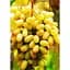 Саженец Agro-Market Виноград Хусайне (кишмиш, средний срок созревания, имеет длительный срок хранения ягод) 1 шт. в упаковке (20044) - миниатюра 1