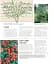 Grow Roses. Essential Know-how and Expert Advice for Gardening Success - мініатюра 9
