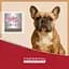 Вологий корм для собак Morando Migliorcane Unico Rustic індичка 400 г - мініатюра 5