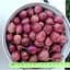 Саджанець Agro-Market Агрус Ласкавий (середньо-ранній термін дозрівання) 1 шт. в упаковці (46239) - мініатюра 2