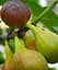 Саженец Agro-Market Инжир Рандино коричневый 2 летний (ремонтантный, ранний сорт) 1 шт. в упаковке (52632) - миниатюра 1