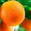 Саженец Agro-Market Апельсин Аджарский (саженец 2 года) (49500) 1 шт. в упаковке - миниатюра 1