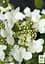 Калина складчатая "Мариези" (Viburnum plicatum "Mariesii") (115244) 1 саженец - миниатюра 2