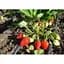 Саджанець Agro-Market Полуниця Альба (Alba) 5шт (ранній термін дозрівання, високопродуктивний сорт) (25717) - мініатюра 8