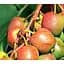 Саженец Agro-Market Актинидия аргута Байерн-Киви (мини-киви, морозостойкий сорт) 2-х летняя вазон С2 высота 45-85 см 1 саженец (179768) - миниатюра 1