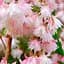 Дейция шерстистая Codsall Pink (188469) 1 саженец в упаковке - миниатюра 1