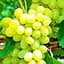 Саджанець Agro-Market Виноград Супер екстра (дуже ранній термін дозрівання) 1 шт. в пакуванні (19806) - мініатюра 1