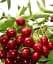 Саджанець Agro-Market Черешня Мелітопольська рання (літній сорт, ранній термін дозрівання) 1 шт. в упаковці (36531) - мініатюра 1