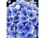 Саджанець Agro-Market Гортензія крупнолистова Florentina Blue (183476) 1 шт. в упаковці - мініатюра 1