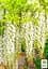 Глициния 3-х летняя японская "Альба" (Wisteria chinensis Longissima Alba) С2 высота саженца 60-100см (185368) 1 саженец Нидерланды - миниатюра 4
