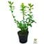 Саджанець Agro-Market Азалія 2-х річна японська Rosinetta С2 висота 20-40 см (62283) 1 шт. в упаковці - мініатюра 2