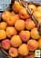 Саджанець Agro-Market Абрикос колоновидний яскраво помаранчевий з легким рум'янцем Сонячне літо (Sunny summer) (преміальний середньостиглий сорт) 1 шт. в упаковці (45791) - мініатюра 6