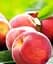 Саджанець Agro-Market Персик Соковитий (літній сорт, середній термін дозрівання) 1 шт. в упаковці (25752) - мініатюра 1